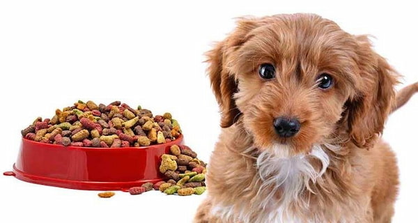 خرید جدیدترین انواع خوراک توله سگ نژاد کوچک
